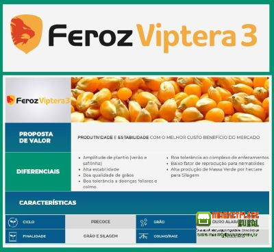 Milho Feroz viptera 3 Syngenta 60.000 sementes