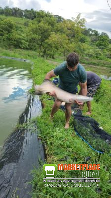 Peixe pirarucu