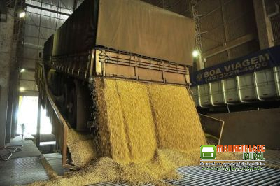 Milho em grãos, Farelo de Soja e Demais Produtos  agricolas sem Atravessadores Direto da Fazenda