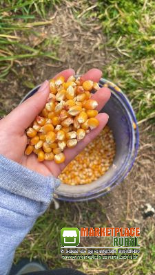 Venda de Milho e  produtos Agricolas Direto da Fazenda