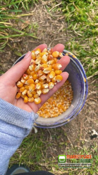 Venda de Milho e  produtos Agricolas Direto da Fazenda