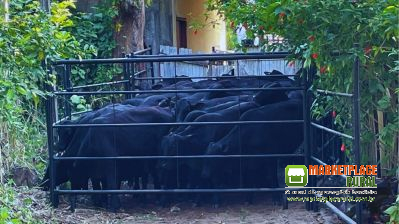 Curral móvel para manejo de bovinos